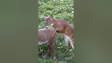 Best Caption Wins A Chuckle, Confused Buck Mounts A Decoy #shorts #hunting #wildlife #animals