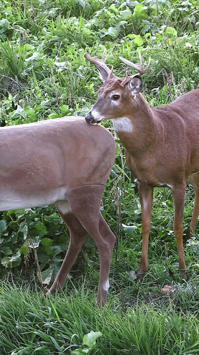 Best Caption Wins A Chuckle, Confused Buck Mounts A Decoy #shorts #hunting #wildlife #animals