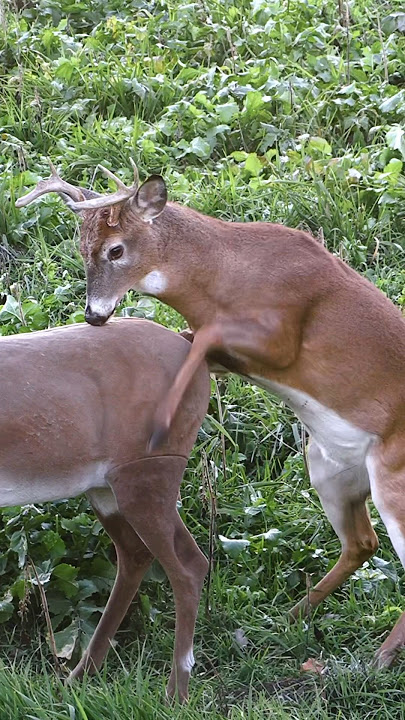 Best Caption Wins A Chuckle, Confused Buck Mounts A Decoy #shorts #hunting #wildlife #animals