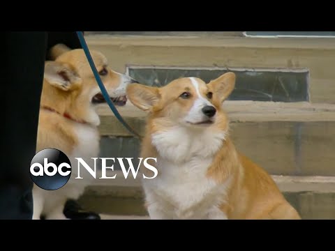 Queen Elizabeth II’s corgis and horse bid farewell | ABC News