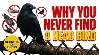 Why We Never See Dead Birds | The Crow King's Final Secret