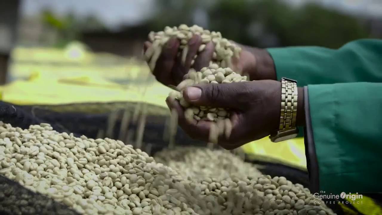 The world of Kenyan Coffee