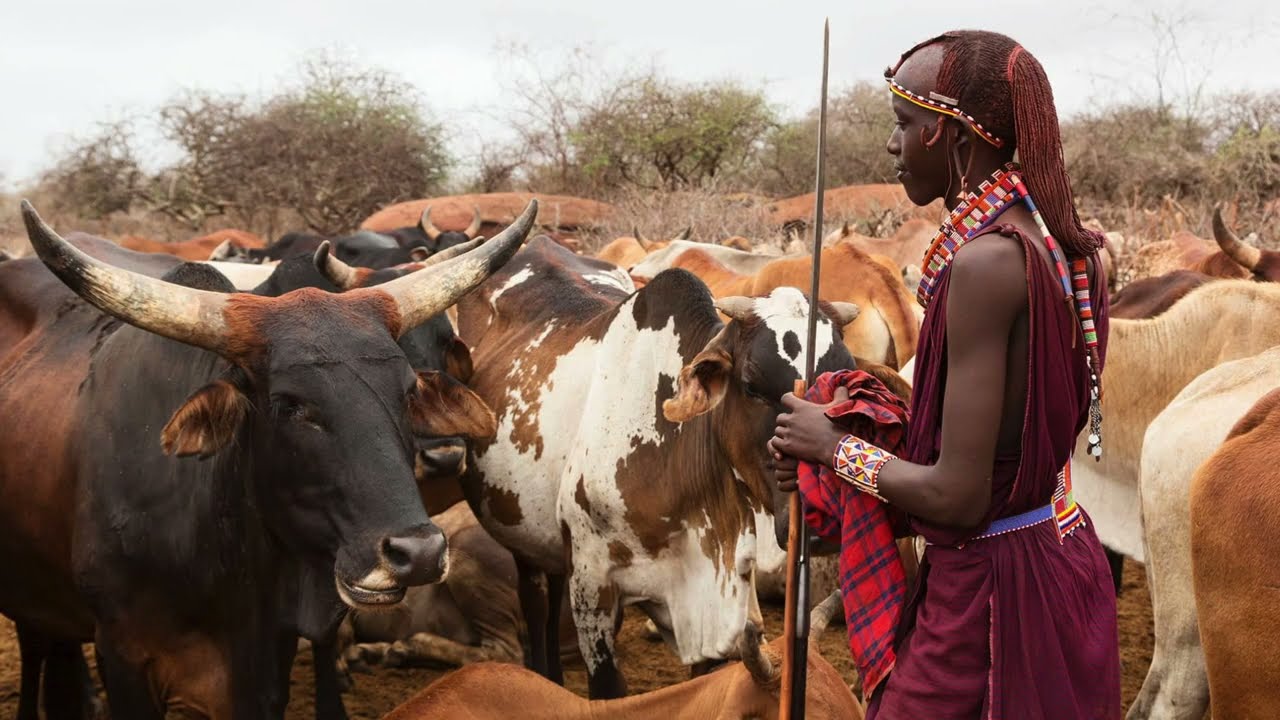 Inégalités alimentaires : comment le pouvoir fragilise des systèmes résilients - Le cas des Maasaï