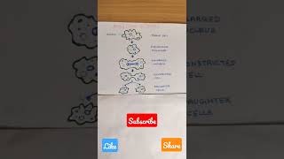 Binary fission in Amoeba #shorts #biology #ncert #science