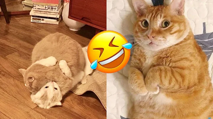 Video 4300441: cutest cats dogs, funny cats dogs