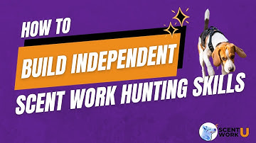 How to Build Independent Scent Work Hunting