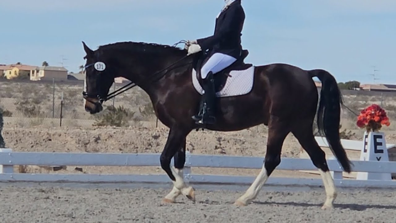 2019 KWPN/ADHHA USDF Second/Third level Gelding