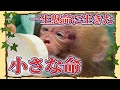 救ってあげられなくてごめんね 一生懸命に生きた小さな命