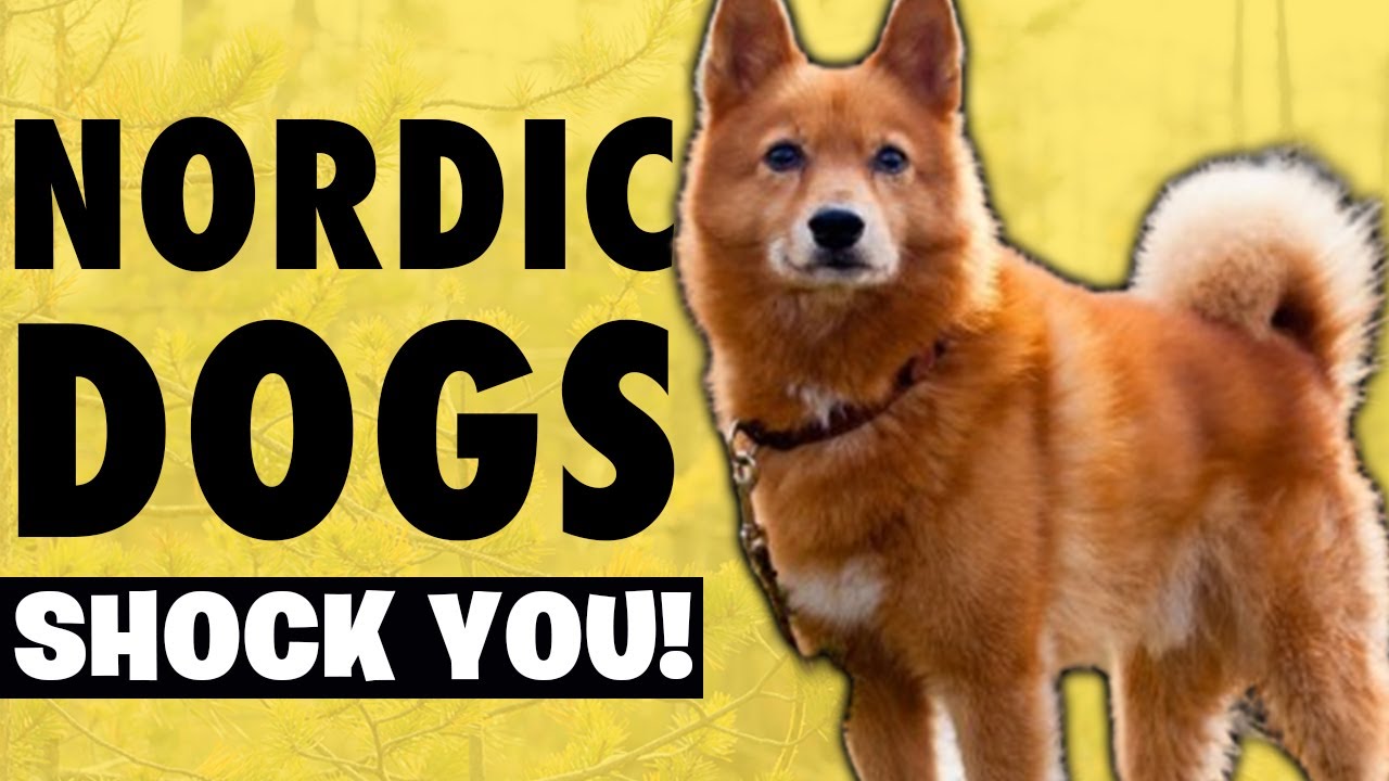 10 Mysterious Nordic Dog Breed That Will Leave You Speechless!