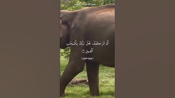 سورة الفيل الشيخ محمد الفقيه