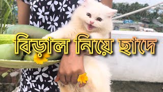 বিড়াল নিয়ে ছাদে গিয়ে যা হলো #cat #catlover  rooftop Cat