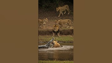 A crocodile battles a lion in the river as lions observe. #animals #wildlife #lion