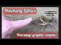 Arrowhead hunting #66 Hawking Lithics Warning Graphic content