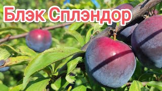 Диплоидная Слива Блэк Сплэндор/Black Splendor