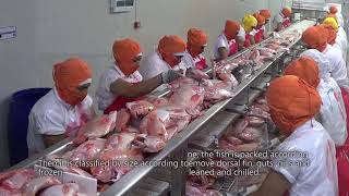 RED TILAPIA, COMERCIALIZADORA INTERNACIONAL C.I. PISCICOLA NEW YORK VIDEO OFICIAL 2021