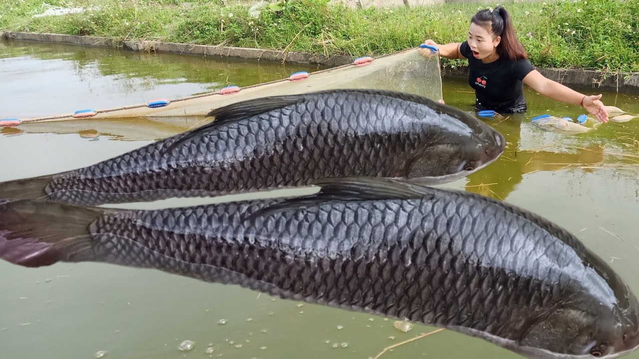 Use dredging nets to harvest large fish from the pond and sell them for