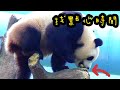 圓寶樹洞挖呀挖，圓寶掏好久|熊貓貓熊The Giant Panda Yuan Yuan and Yuan Bao|台北市立動物園
