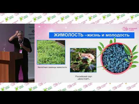 15 Практика возделывания и опыт реализации жимолости и крыжовника Александр Продан