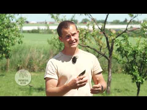 Video: Mišušník nekvitne – dôvody, prečo mišpuľový strom nekvitne