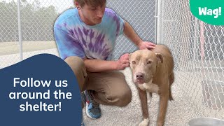 Inside the World of a Shelter Volunteer | Wag! by Wag! Dog Walking 492 views 1 year ago 6 minutes, 8 seconds