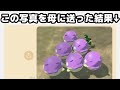 母親に色違いオヤブンタマザラシの写真を送り付けてみた結果2(??)