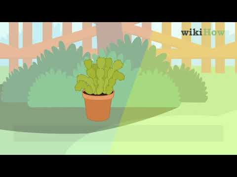 How to Care for a Christmas Cactus