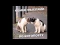 Веселые картинки. Коты смешилки. Кошки смешные моменты.