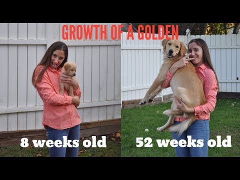 golden retriever age progression