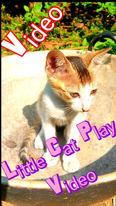 #cat #kitten #cat #
