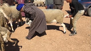 الكبش الصردي الأصيل منطقة القراقرة البروج ما شاء الله -  Mouton Sardi Marocaine