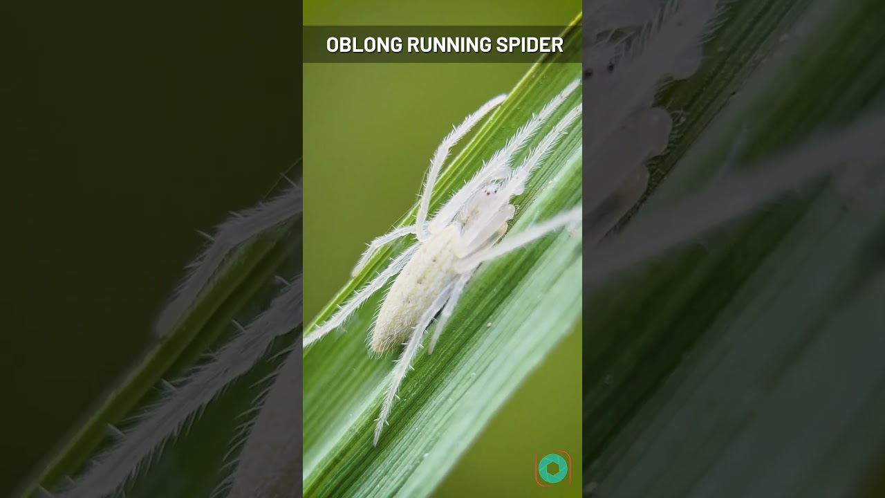 Hiding in Plain Sight!🕷️ Incredible Camouflage Macro 