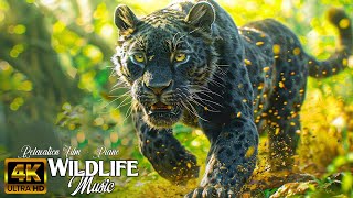 Wildlife 4K - relaxing sounds of Wild Animals With Soothing Music #1