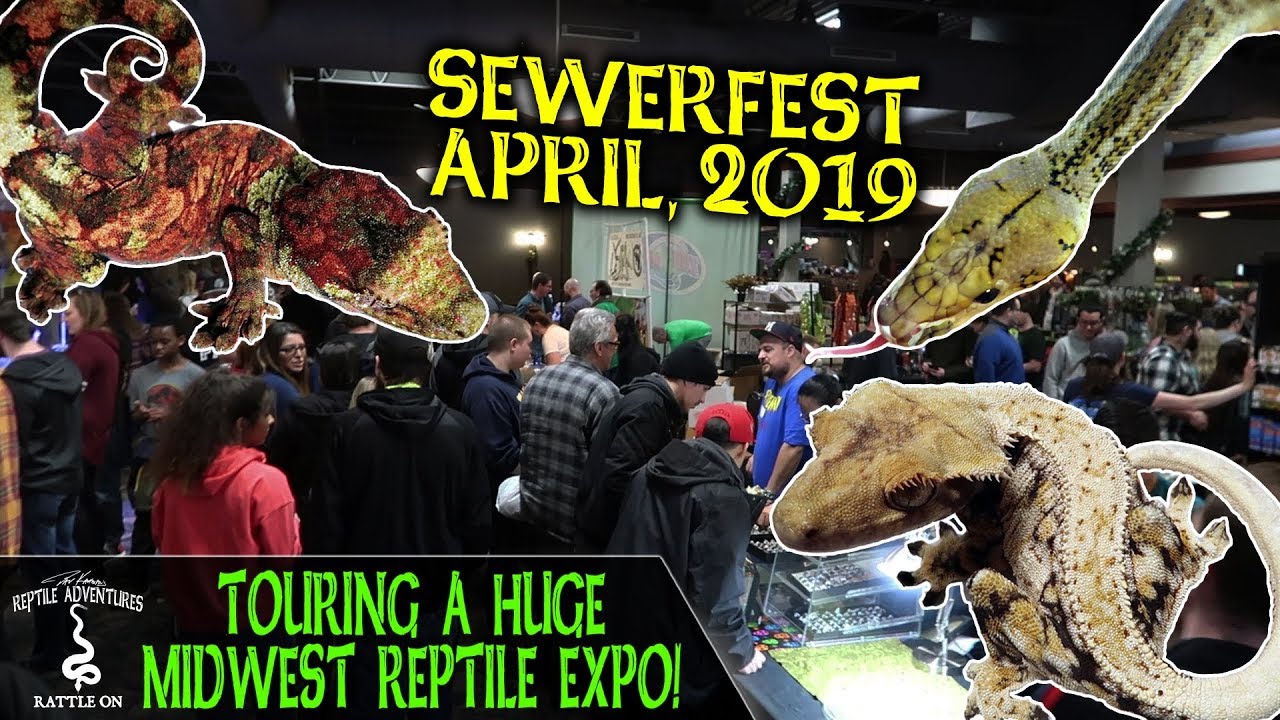 TOURING A HUGE MIDWEST REPTILE EXPO! YouTube