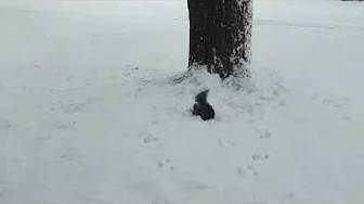 Black Squirrels Playing in First Snow
