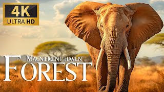 Magnificent Haven Forest 4K 🐘 Exploring Animals Fantastic Wildlife Film with Soothing Piano Music