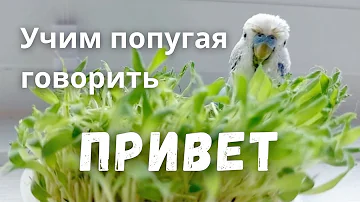 Учим попугая говорить 