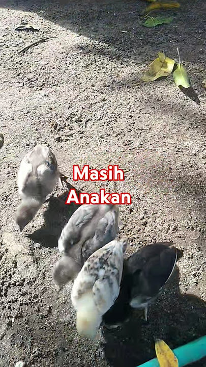 anakan manok bangkok #ayam #ayamberkualitas