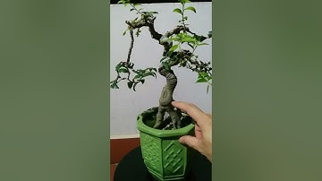 Cây Sếu mini (Celtis orientalis) còn có tên gọi là cây Cơm Nguội?