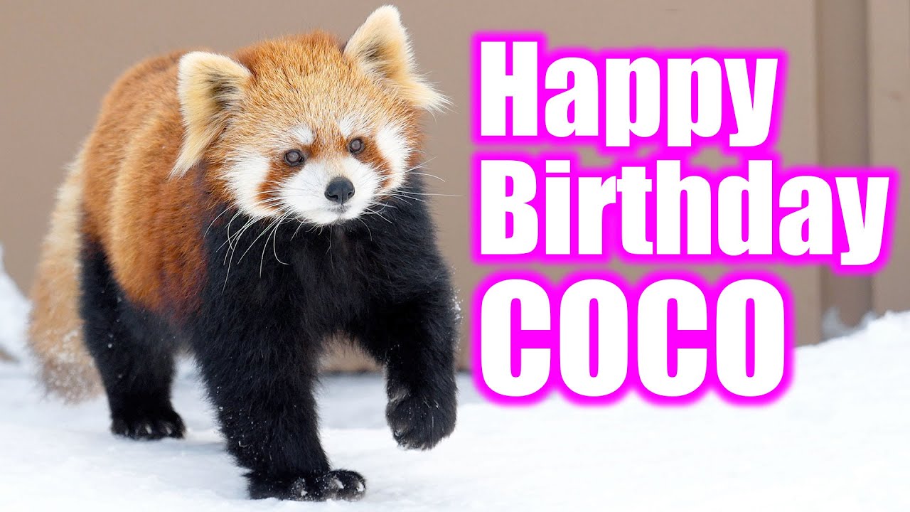 レッサーパンダ ココ Happy 15th Birthday To Coco The Red Panda At Maruyama Zoo Memories From 15 To 17 Youtube レッサーパンダ ココ Happy 15th Birthday To Coco The Red Panda At Maruyama Zoo Memories From 15 To 17 Youtube