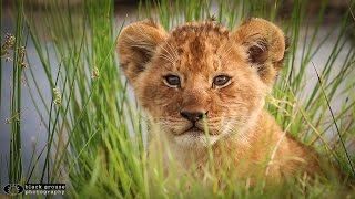 Lion cubs cuddle and play in the Serengeti