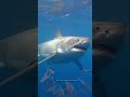 World largest animal 😱|| #sciencefacts #shorts
