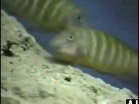 Gli Eretmodini di Claudio Barberis Video AIC 1997 YouTube