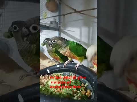 yellow sided green chick conure Parrot pineapple conure parrot