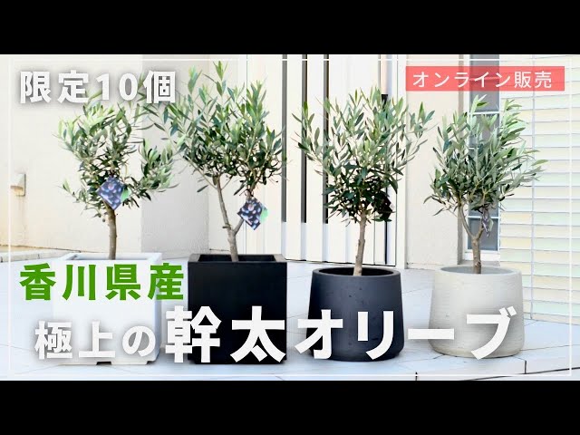 [さっちゃんさん専用]オリーブの剪定太木 宅急便60サイズに入るだけ詰めます さっちゃんさん専用]オリーブの剪定太木 宅急便60サイズに入る