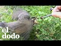 Hombre cría un pajarito bebé | El Dodo