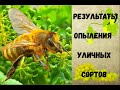 Результаты опыления уличных сортов винограда