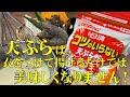 料理人が教える！天ぷらは天粉衣をつけて揚げるだけでは美味しくなりません！【コツを加えると、驚くほど美味しい天ぷらの作り方！】