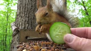 :       / Squirrel with an Eye and other squirrels