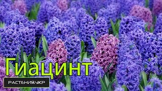 Гиацинт условия ухода до цветения / Hyacinth care conditions before flowering(Смотрите условия ухода и фото цветков гиацинта а так-же посадка в открытый грунт. Как обрезать гиацинт и..., 2014-11-07T18:11:42.000Z)