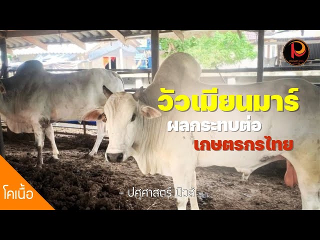 วัวเมียนมาร์ กับผลกระทบต่อเกษตรกรไทย #วัวเถื่อน | ปศุศาสตร์ นิวส์